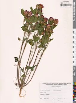 MAG 0006645
