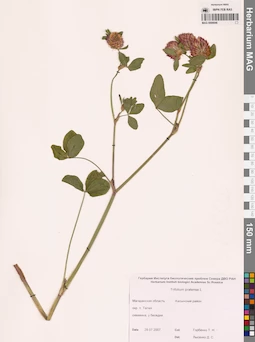 MAG 0006646