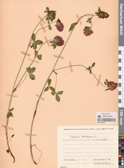 MAG 0006652