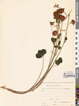 MAG 0006653