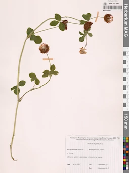 MAG 0006661