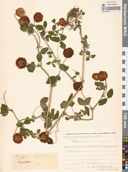MAG 0006669