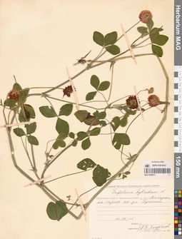 MAG 0006673