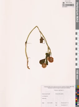 MAG 0006676