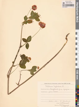 MAG 0006679