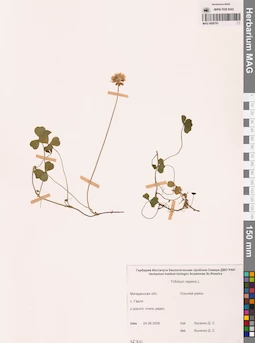 MAG 0006791