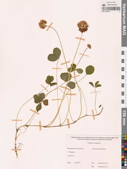 MAG 0006794