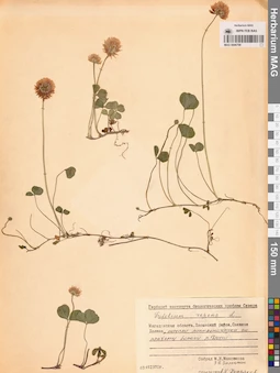 MAG 0006798