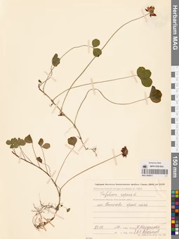 MAG 0006811