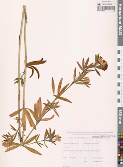 MAG 0010694