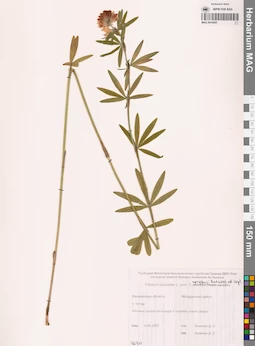 MAG 0010695