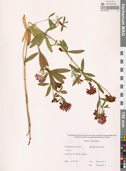 MAG 0010698