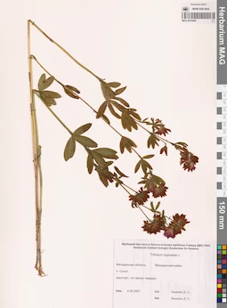 MAG 0010699