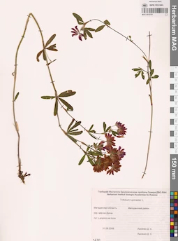 MAG 0010701