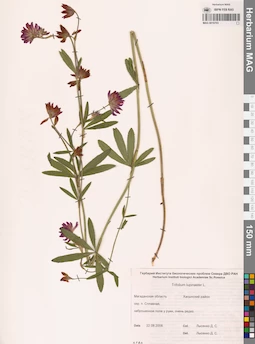 MAG 0010703