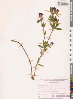 MAG 0010706