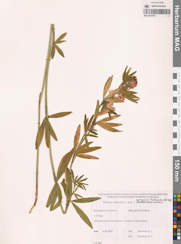 MAG 0010709
