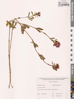 MAG 0010712