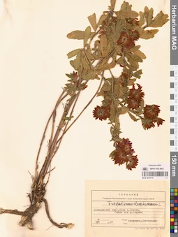 MAG 0010719