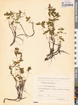 MAG 0010720