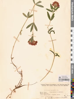 MAG 0010723