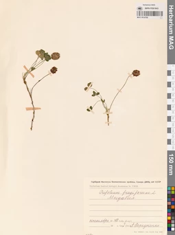 MAG 0014768