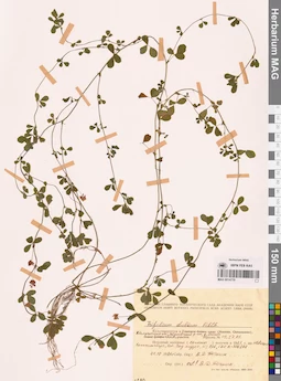 MAG 0014770