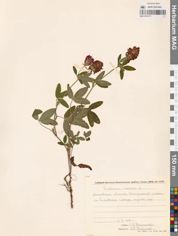 MAG 0014773