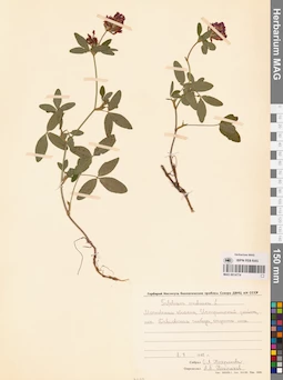 MAG 0014774