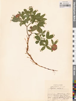 MAG 0014775