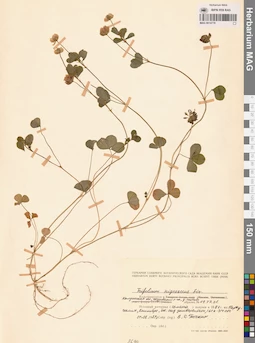 MAG 0014778