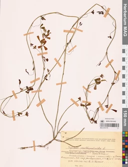 MAG 0014779