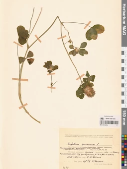 MAG 0014784