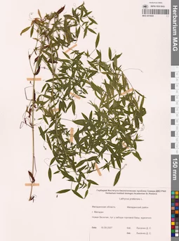MAG 0010830