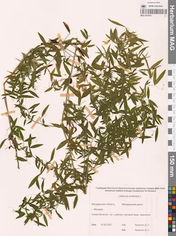 MAG 0010831