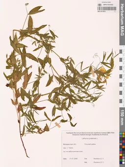 MAG 0010832