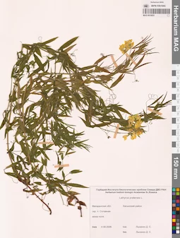 MAG 0010833