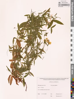 MAG 0010836
