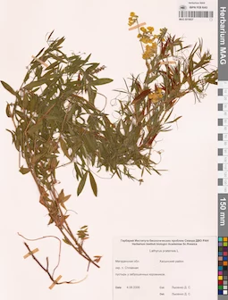 MAG 0010837