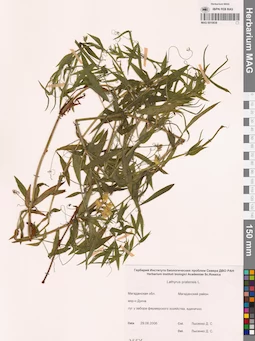 MAG 0010838