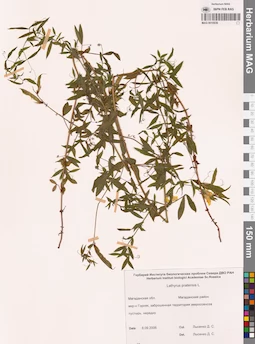 MAG 0010839