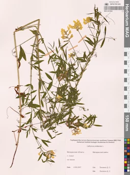 MAG 0010842
