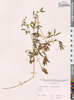 MAG 0010843