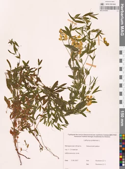 MAG 0010845