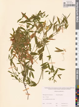 MAG 0010847