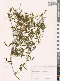 MAG 0010848