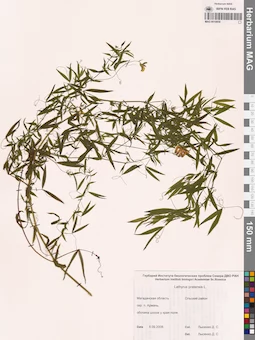 MAG 0010850
