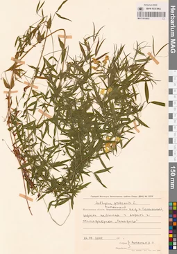 MAG 0010852
