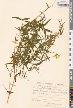 MAG 0010853
