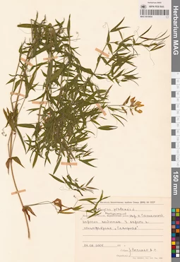 MAG 0010854